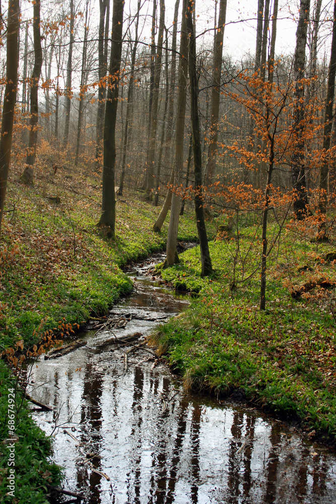 Obraz premium wald