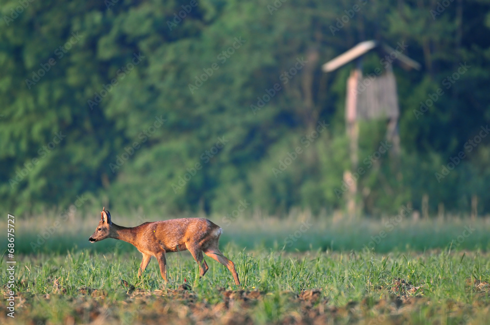 Roe deer with watchtower in the background Roe deer with watchtower in the background