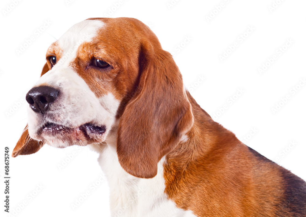 beagle head  on white