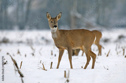 Roe deer in winter