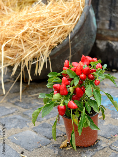 Ornamental pepper in a pot