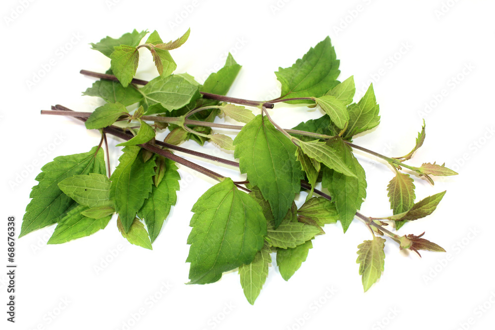 Obraz premium Mexikanisches Traumkraut