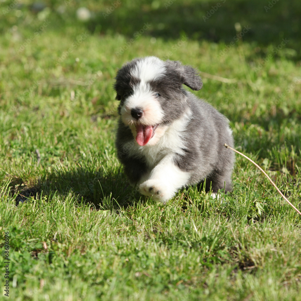 Bearded Collie running in the garden Bearded Collie running in the garden