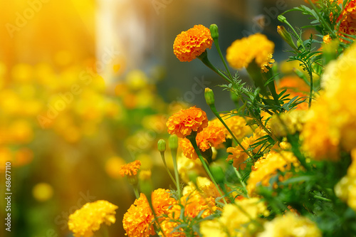 Photo Beautiful Marigolds (tagetes)
