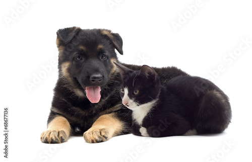 Puppy and kitten together