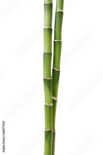 Fototapeta Naklejka Na Ścianę i Meble -  Bamboo isolated on white
