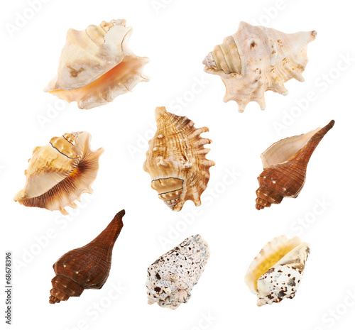 Set of multiple sea shells isolated