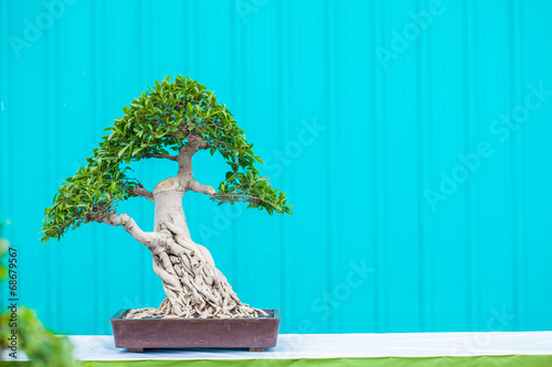 Asian bonsai