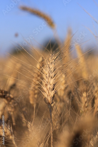 Epi de blé © Samuel Robin