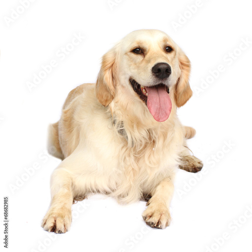 Tier Hund Golden Retriever liegend