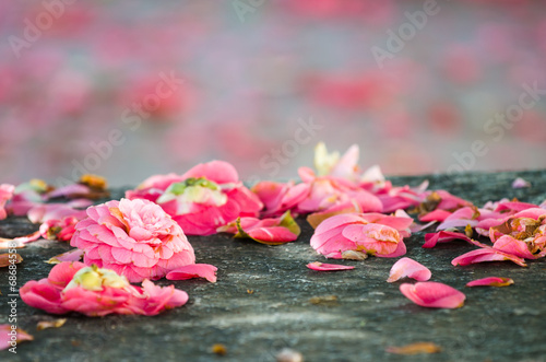 Fototapeta Camellia flowers fall