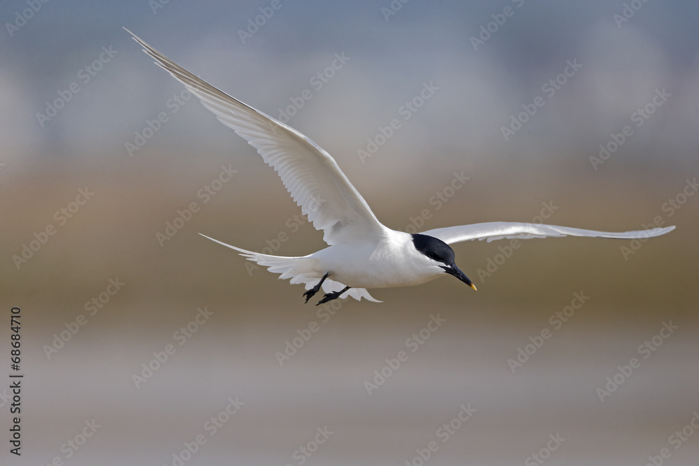 Sandwich tern, Sterna sandvicensis Sandwich tern, Sterna sandvicensis