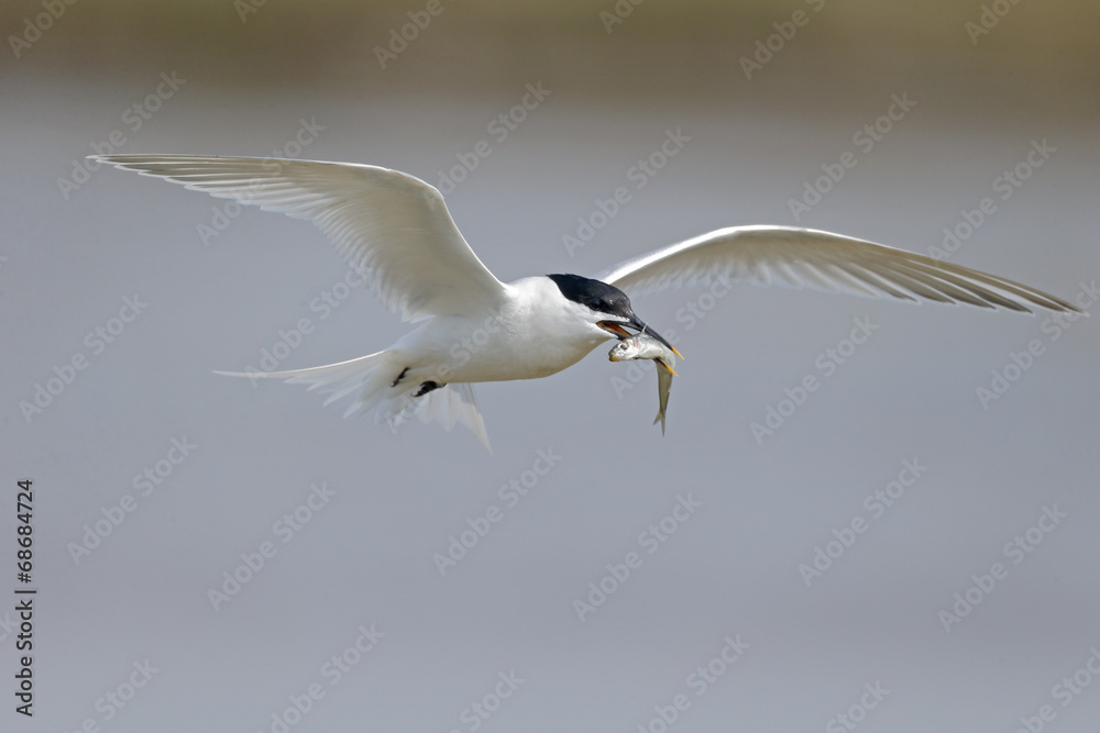 Fototapeta premium Sandwich tern, Sterna sandvicensis