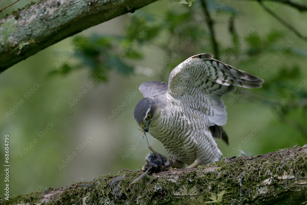 Sparrowhawk, Accipiter nisus Sparrowhawk, Accipiter nisus