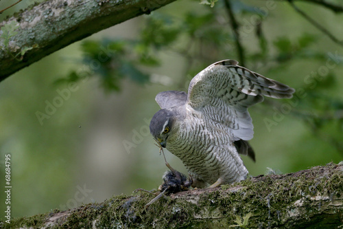 Sparrowhawk, Accipiter nisus