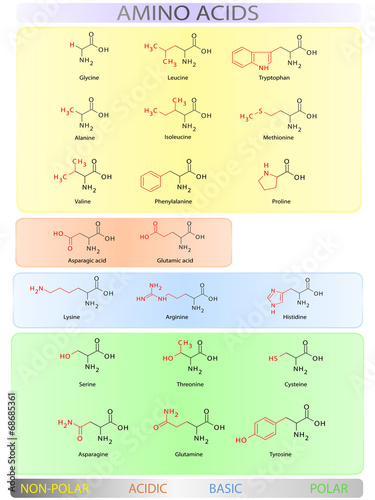 Amino acids table