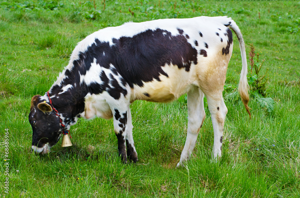 Dairy cow grazing at meadow