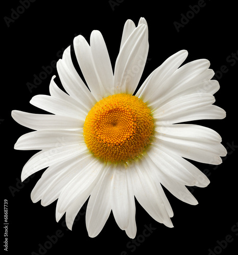 Chamomile isolated on black background