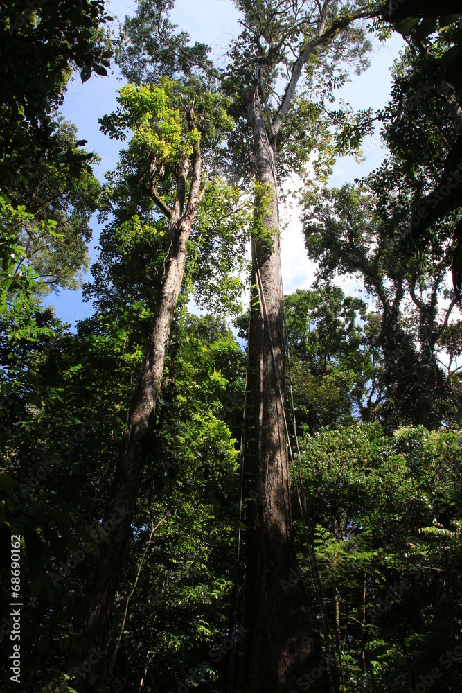 Fototapeta premium Guyane - Saül - Juillet 2014