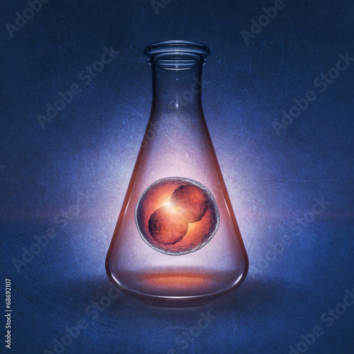 Two-cell embryo in laboratory flask,Embryogenesis photo