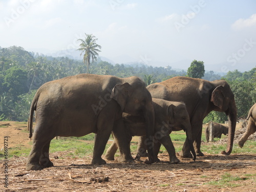 Pinnawala  Sri-Lanka