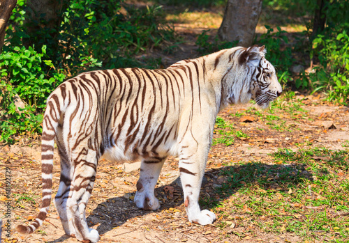 White tiger