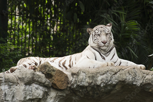 Fototapeta Naklejka Na Ścianę i Meble -  White tiger rest on the rock