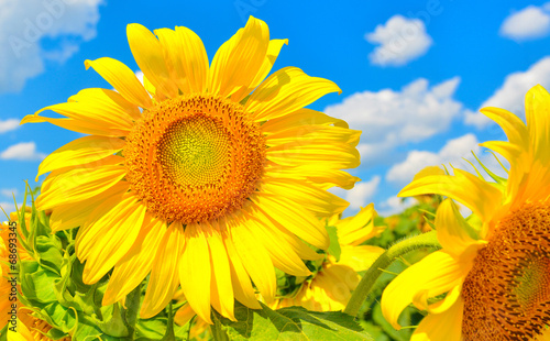 Fototapeta Naklejka Na Ścianę i Meble -  Sunflower