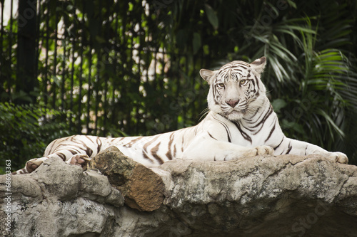 Fototapeta Naklejka Na Ścianę i Meble -  White tiger rest on the rock