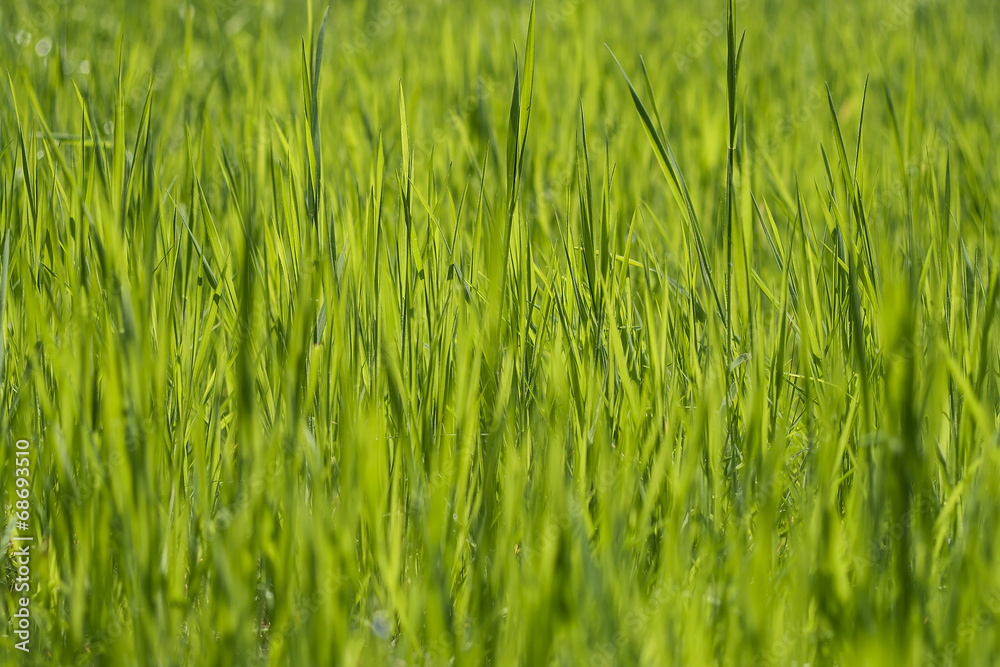 Obraz premium green grass abstract nature background