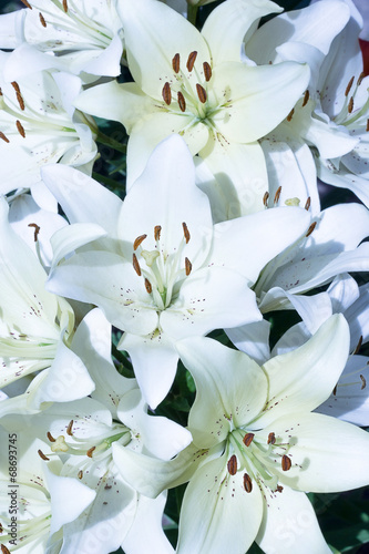 Papier peint White lilies