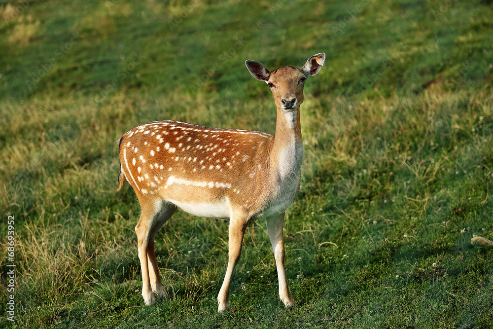 Whitetail deer fawn on a meadow in summer Whitetail deer fawn on a meadow in summer