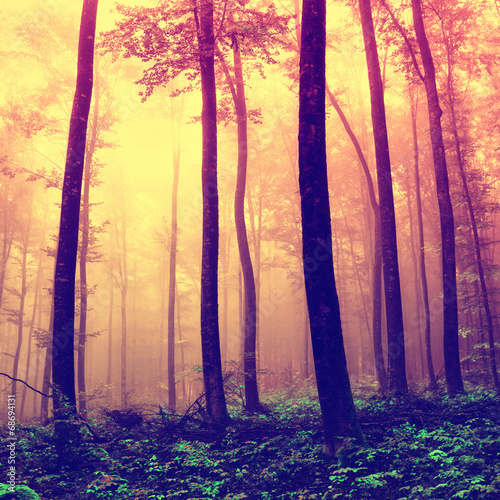 Frightening forest trees background