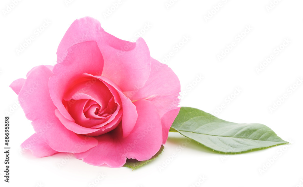 Pink Rose