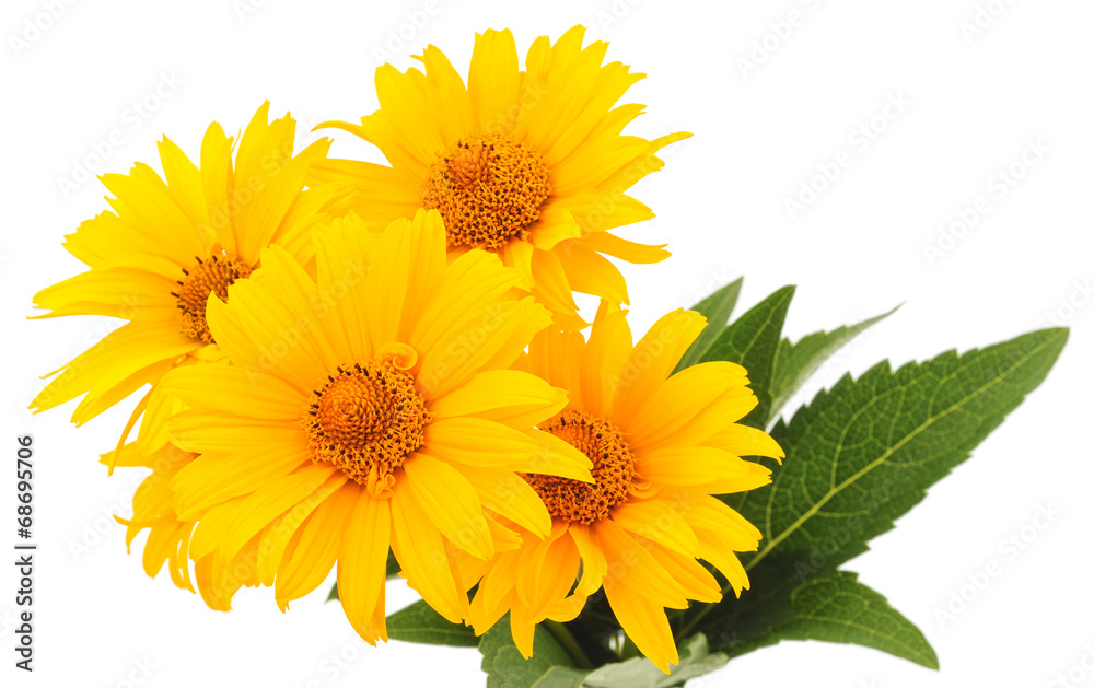 Naklejka premium żółte kwiaty