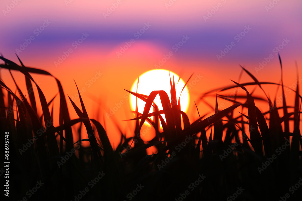 sunset over grass on meadow