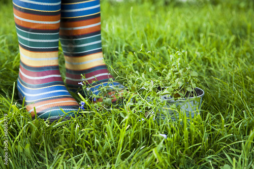 rubber boots and growing plant on the grass