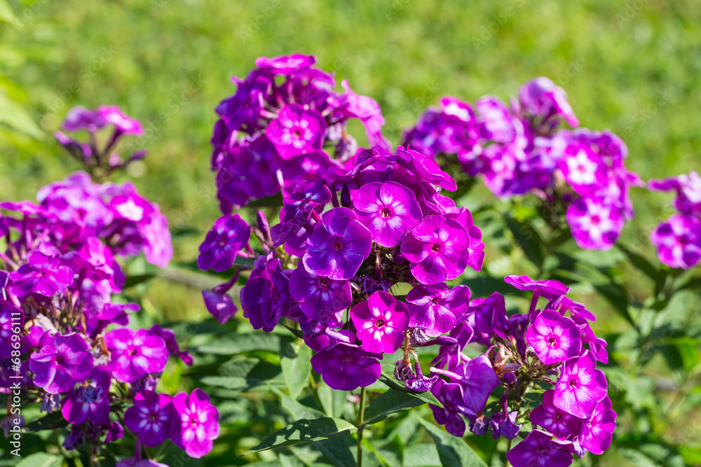 Obraz premium Phlox paniculata (Garden phlox) in bloom