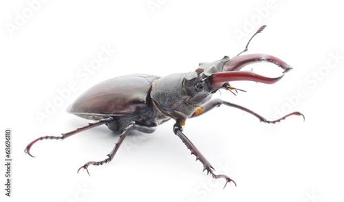 Stag Beetle © Anatolii
