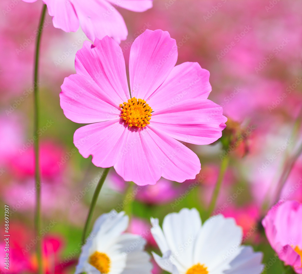 Floral Border; Flower in the garden Floral Border; Flower in the garden