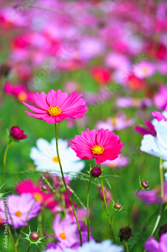 Floral Border; Flower in the garden