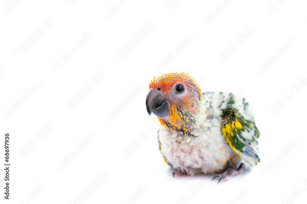 Naklejka premium Sun conure parrot on white background.