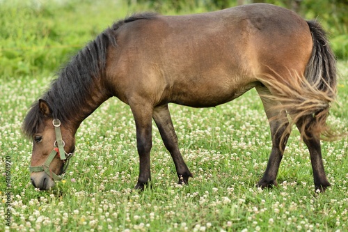 poney