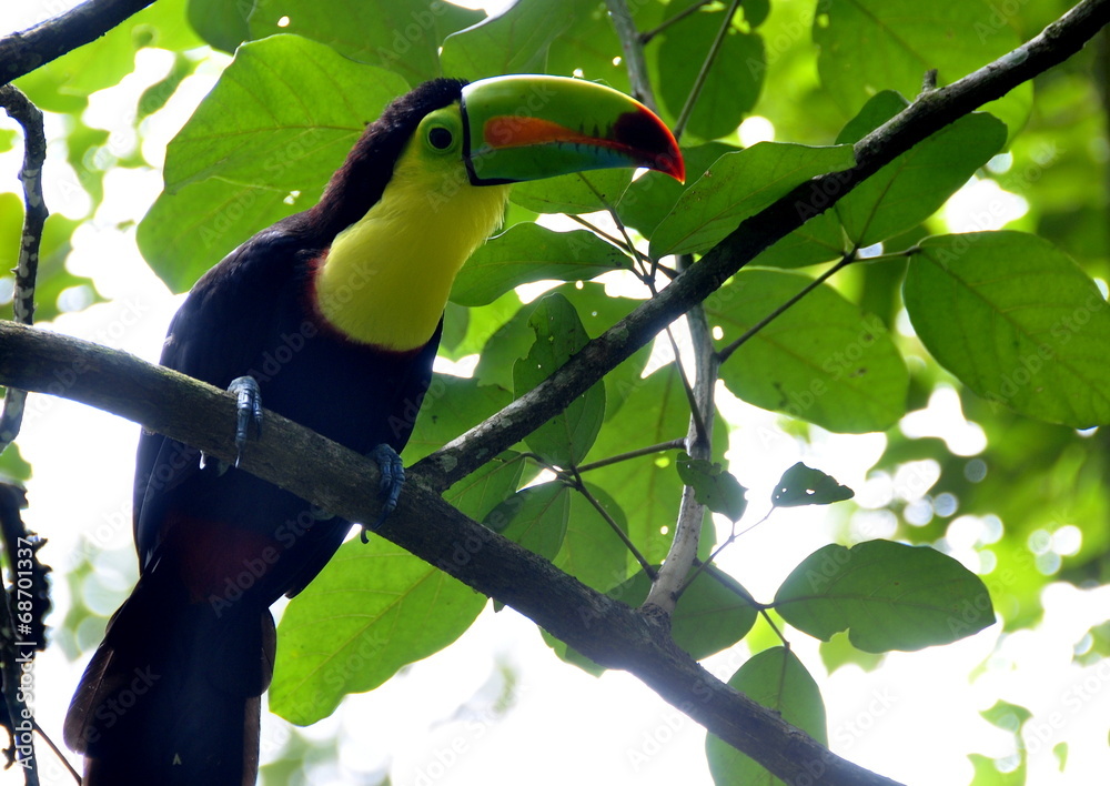 Fototapeta premium Toucan oiseau, Costa Rica