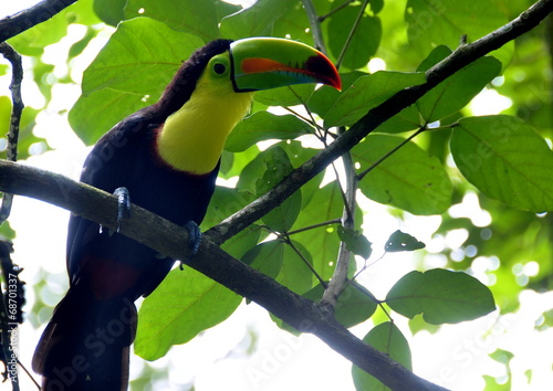 Toucan oiseau, Costa Rica