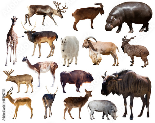 blue wildebeest, hippo and other Artiodactyla mammal animals © JackF