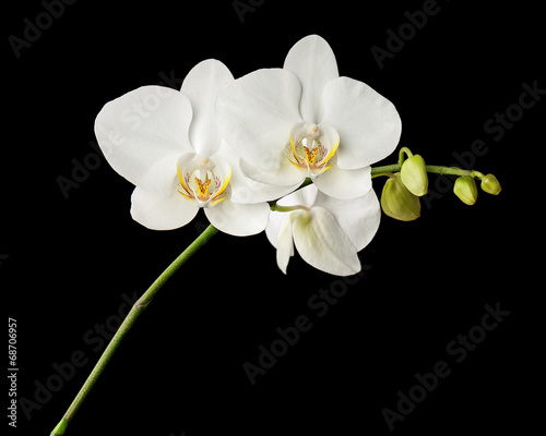 Three day old white orchid on black background.