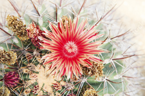 Fotografie close up of red cactus flowers petal