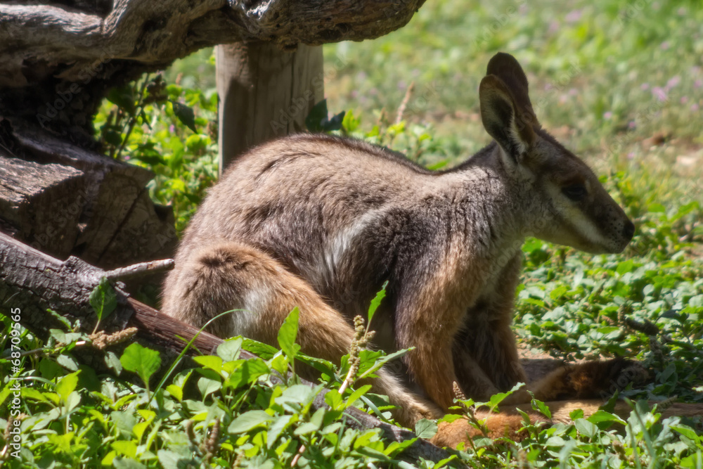 Fototapeta premium Bennett Wallaby (Macropus rufogriseus)