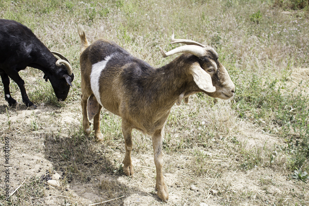 Goats on Farm